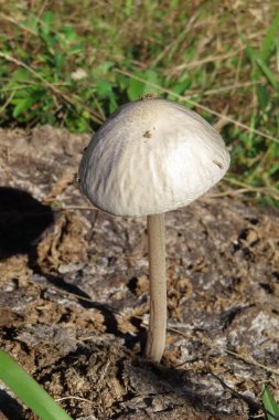 Florida ormanında mantar, yakın plan.