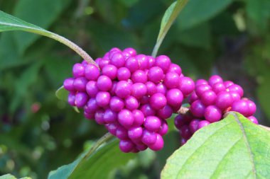 Callicarpa berries on the bush in Florida nature, closeup clipart