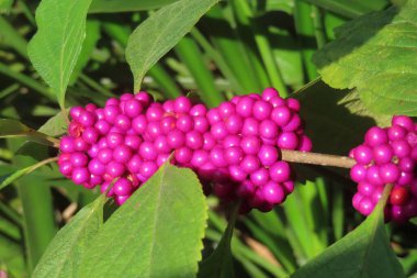 Callicarpa berries on the bush in Florida nature, closeup clipart