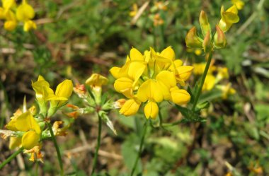 Çayırdaki nilüfer çiçekleri, yakın plan.