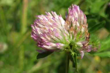 Clover flowers on the meadow, closeup clipart