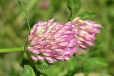 Clover flowers on the meadow, closeup clipart