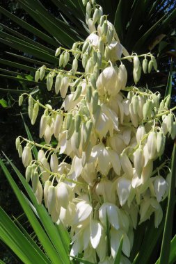 Florida doğasında Beyaz Yucca çiçekleri, yakın plan