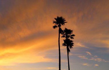 Florida doğasında turuncu günbatımı arka planında palmiye ağaçları