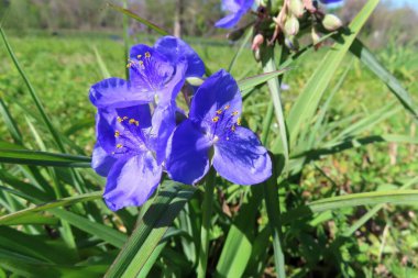 Florida doğasında ilkbaharda güzel mavi örümcekotu çiçekleri