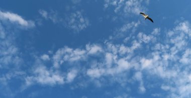 Beautiful cirrus clouds in blue sky, natural cloudscape