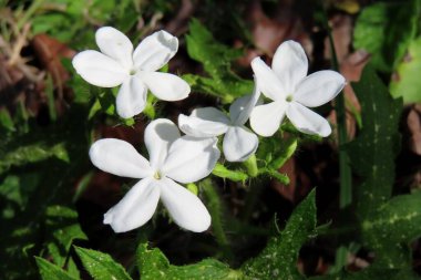 Cnidoscolus flowers in Florida wild, closeup clipart