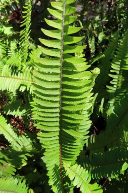 Florida 'daki Nephrolepis Cordifolia bitkisi vahşi, yakın plan