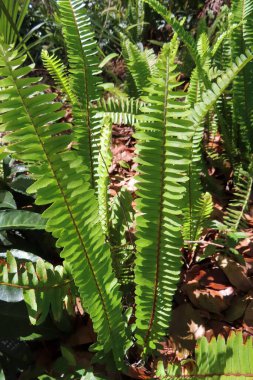 Florida 'daki Nephrolepis Cordifolia bitkisi vahşi, yakın plan