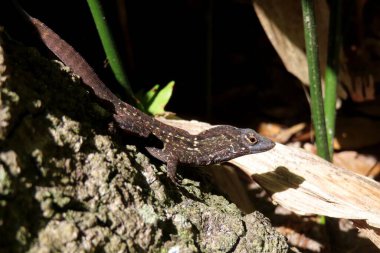Florida 'da tropik koyu kahverengi kertenkele, yakın plan.
