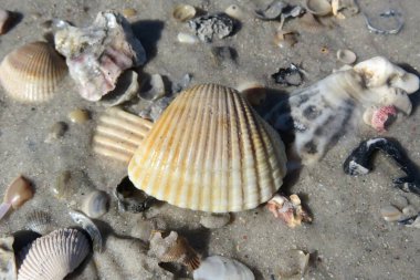 Kuzey Florida 'nın Atlantik kıyısındaki deniz kabukları