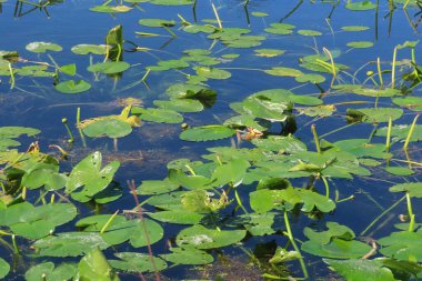 Florida doğasında nilüfer yapraklı gölet.