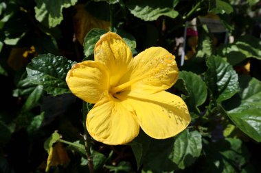 Florida zoolojik bahçesinde sarı amber çiçeği, yakın plan.