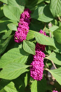 Callicarpa üzümleri Florida 'da çalılıklarda, yakın plan