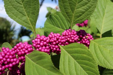 Callicarpa üzümleri Florida 'da çalılıklarda, yakın plan