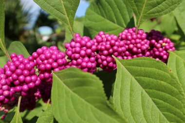 Callicarpa üzümleri Florida 'da çalılıklarda, yakın plan