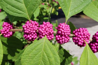 Callicarpa berries on the bush in Florida nature, closeup clipart