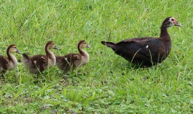 Ördekli ördek yavrusu, yakın plan.