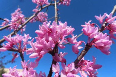 Cercis siliquastrum flowers on blue sky background in Florida nature clipart