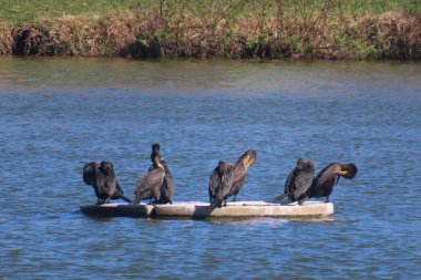 Karabataklar Florida doğasında nehir arka planında akın eder.