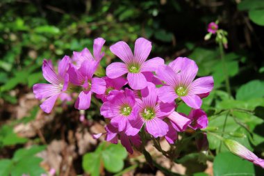 Pink oxalis flowers in Florida wild, closeup clipart