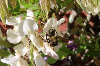 Baharda Bumblebee beyaz salkımcık çiçekleri, yakın plan