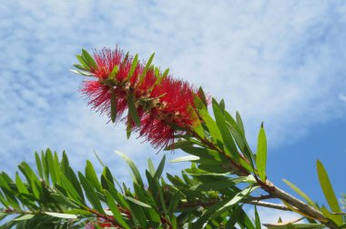 Florida doğasında mavi gökyüzü arka planında Callistemon çiçekleri, yakın plan