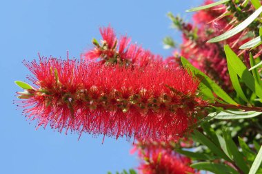 Florida doğasında mavi gökyüzü arka planında Callistemon çiçekleri, yakın plan