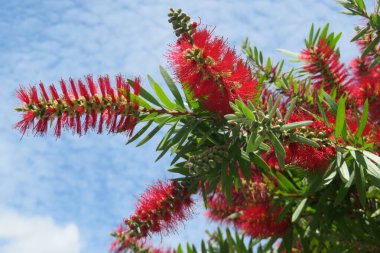 Florida doğasında mavi gökyüzü arka planında Callistemon çiçekleri, yakın plan