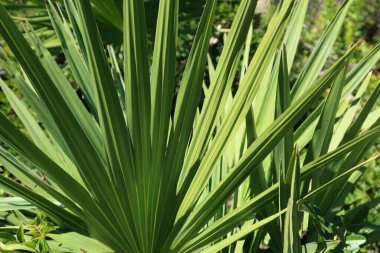 Palmetto dalları Florida 'da vahşi, yakın çekim