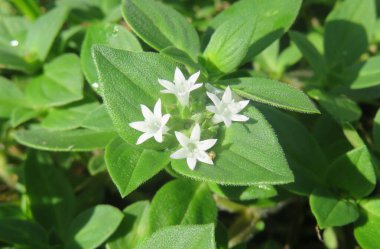 Florida doğasında güzel Richardia çiçekleri, yakın plan