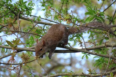 Gri Amerikan sincabı, Florida doğasında mavi gökyüzüne karşı ağaçta yavruları yiyor.
