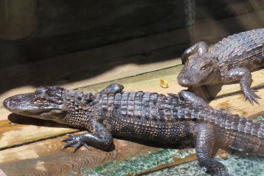Florida çiftliğindeki timsah yavruları, yakın plan.