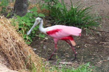 Florida doğasında kaşık faturası güllük gülistanlık, yakın plan
