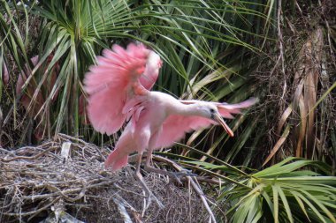 Florida doğasında kaşık faturası güllük gülistanlık, yakın plan