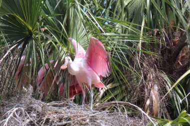 Florida doğasında kaşık faturası güllük gülistanlık, yakın plan