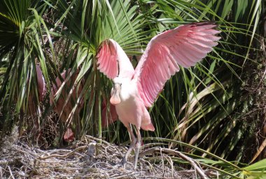 Florida doğasında kaşık faturası güllük gülistanlık, yakın plan
