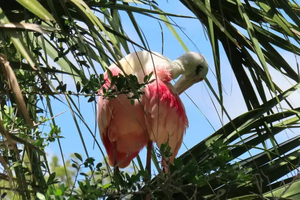 Kaşık faturası, Florida doğasında mavi gökyüzü arka planında yuvada gül gibi, yakın plan.