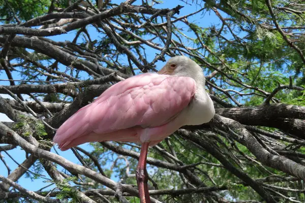 Kaşık faturası, Florida doğasında mavi gökyüzü arka planında yuvada gül gibi, yakın plan.