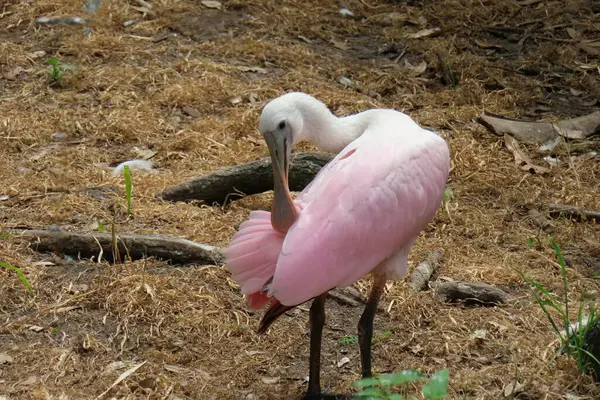 Florida doğasında kaşık faturası güllük gülistanlık, yakın plan