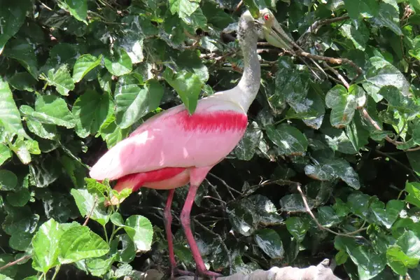 Florida doğasında kaşık faturası güllük gülistanlık, yakın plan