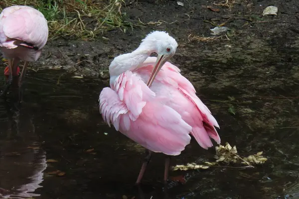 Florida doğasında kaşık faturası güllük gülistanlık, yakın plan