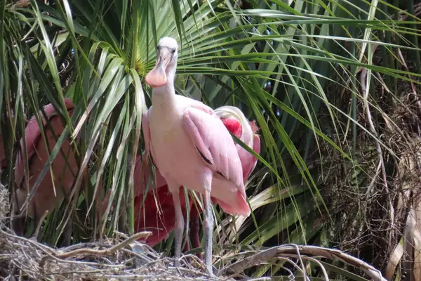 Florida doğasında kaşık faturası güllük gülistanlık, yakın plan