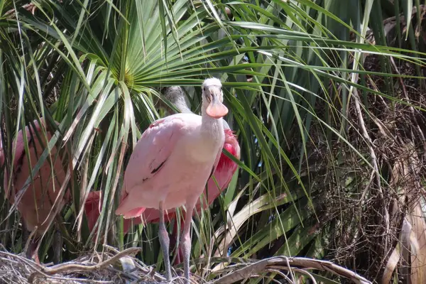 Florida doğasında kaşık faturası güllük gülistanlık, yakın plan