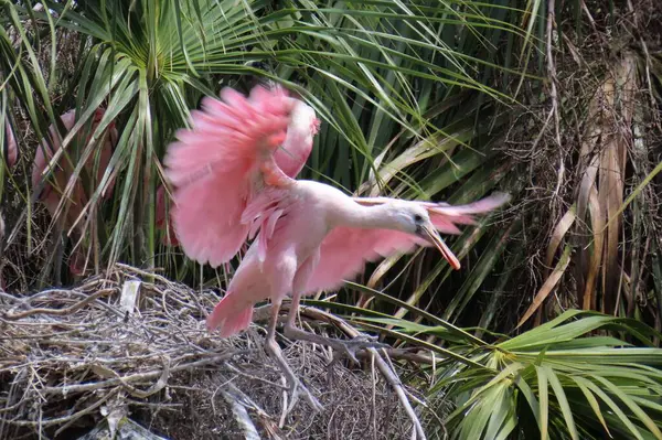 Florida doğasında kaşık faturası güllük gülistanlık, yakın plan