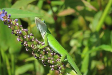 Florida doğasında yeşil tropikal kertenkele, yakın plan
