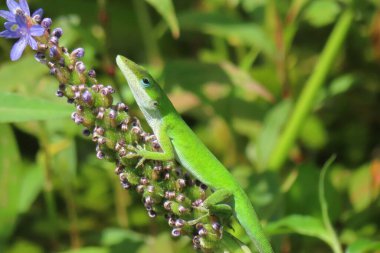 Florida doğasında yeşil tropikal kertenkele, yakın plan