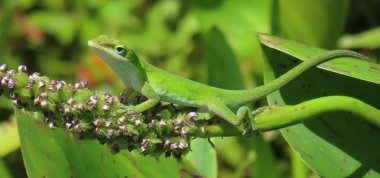 Florida doğasında yeşil tropikal kertenkele, yakın plan