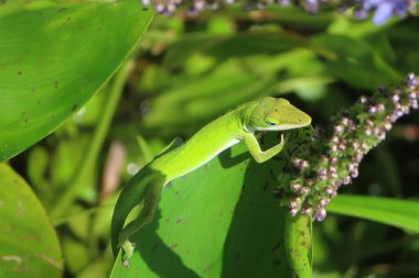 Florida doğasında yeşil tropikal kertenkele, yakın plan