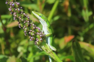Florida doğasında yeşil tropikal kertenkele, yakın plan